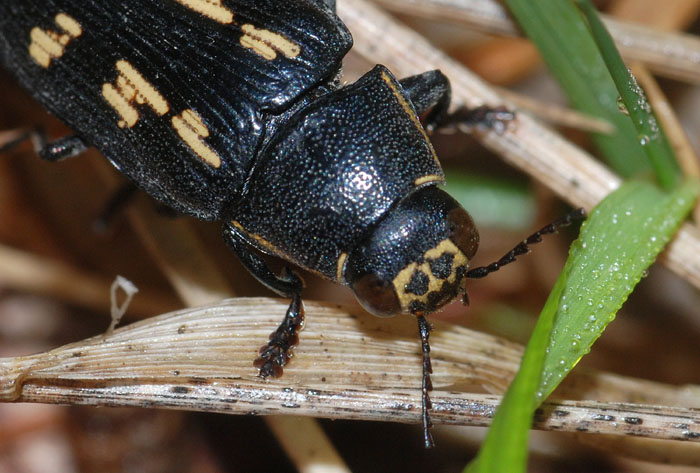 Buprestis novemmaculata